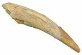 Fossil Pterosaur (Siroccopteryx) Tooth - Morocco #298014-1